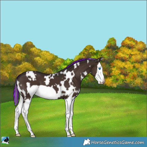 Horse Color:Painted White Spotted Liver Chestnut Splash Frame 