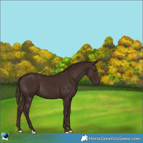 Horse Color:Liver Chestnut 
