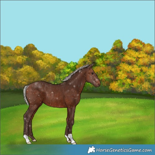 Horse Color:Silver Bay Rabicano