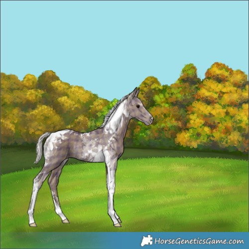 Horse Color:Plaid  Silver Black Tobiano Rabicano 
