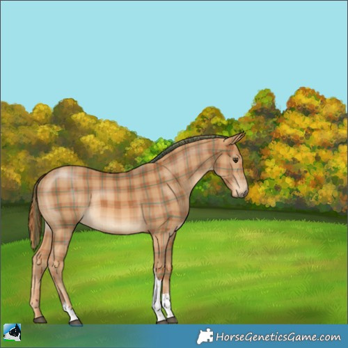 Horse Color:Plaid  Chestnut Tobiano Rabicano 