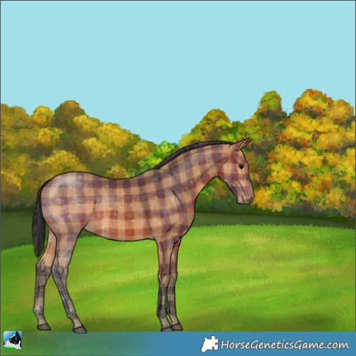 Horse Color:Plaid  Bay Rabicano 