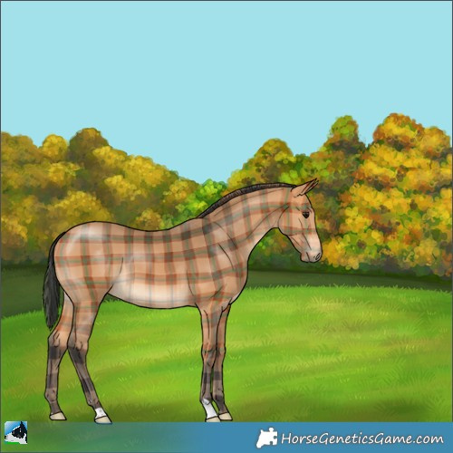 Horse Color:Plaid Bay