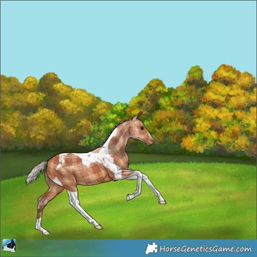 Horse Color:Plaid  Silver Bay Tobiano 