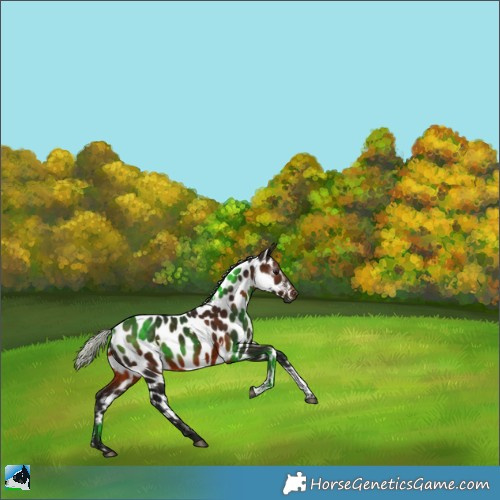 Horse Color:Gray White Spotted Silver Brown Sabino Appaloosa 