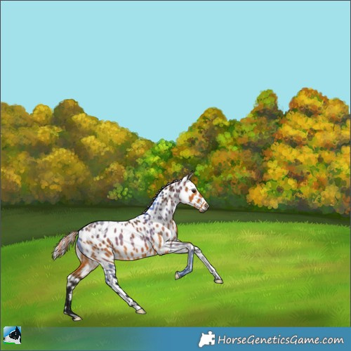 Horse Color:Gray Painted White Spotted Silver Buckskin Tobiano Appaloosa 