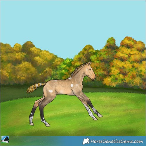 Horse Color:Painted Silver Buckskin Dun Tobiano 