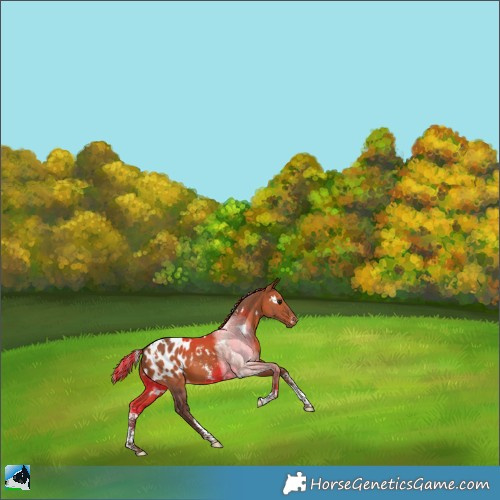 Horse Color:Painted White Spotted Silver Brown Sabino Appaloosa 