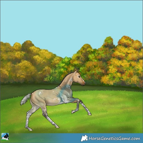 Horse Color:Gray White Spotted Silver Buckskin Dun Sabino 