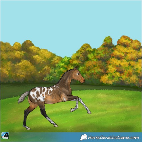 Horse Color:Gray Silver Buckskin Dun Tobiano Appaloosa 