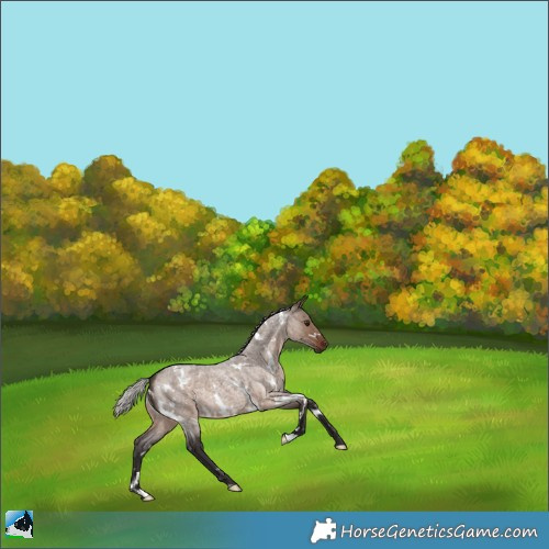 Horse Color:White Spotted Silver Brown Roan Dun 