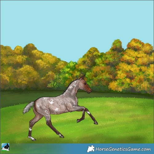 Horse Color:White Spotted Silver Brown Roan Rabicano 