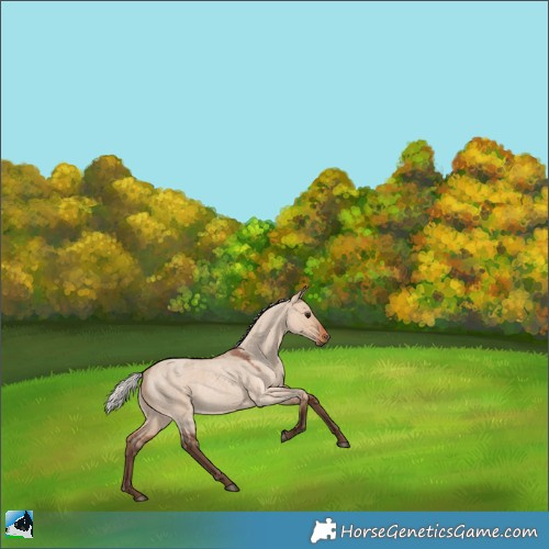 Horse Color:Silver Bay Roan Dun 