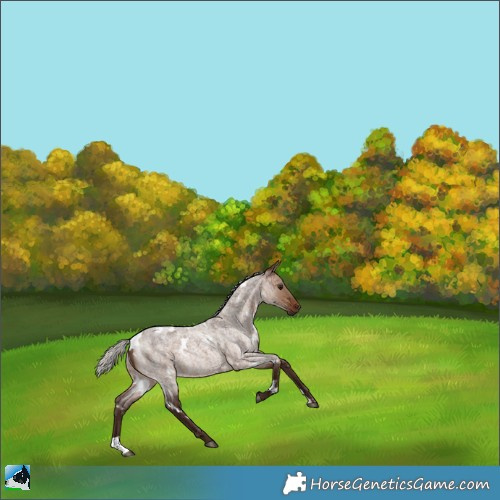 Horse Color:White Spotted Silver Brown Roan Dun Rabicano Brindle 