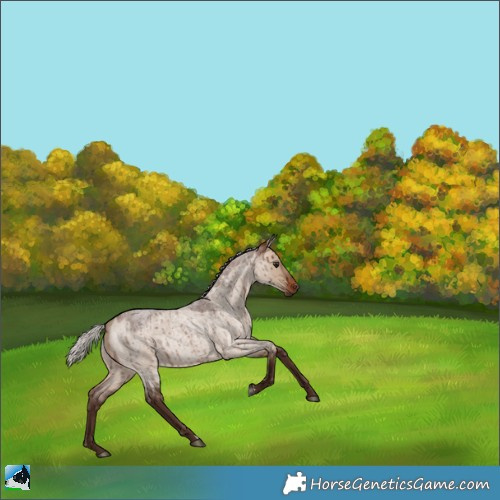 Horse Color:Silver Brown Roan Dun Rabicano Brindle 