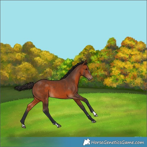 Horse Color:Bay Rabicano 