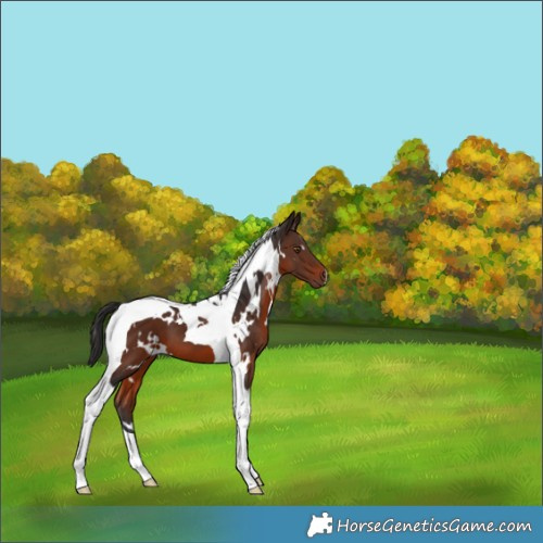 Horse Color:White Spotted Brown Tobiano 