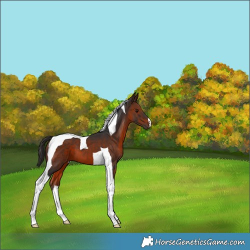 Horse Color:Brown Tobiano 