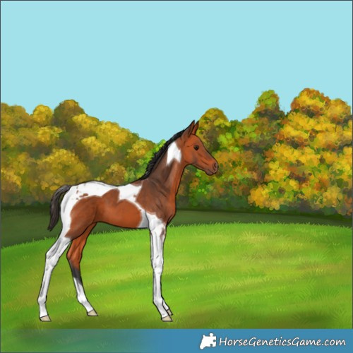 Horse Color:Bay Tobiano 