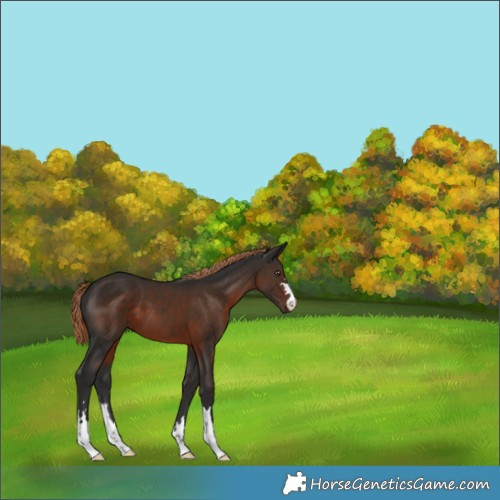 Horse Color:Liver Chestnut 