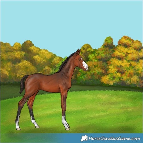 Horse Color:Bay 