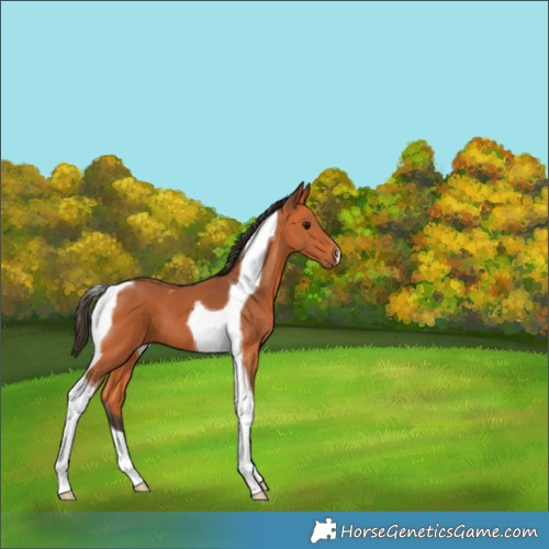 Horse Color:Bay Tobiano 