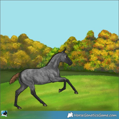 Horse Color:Gray Liver Red Roan 