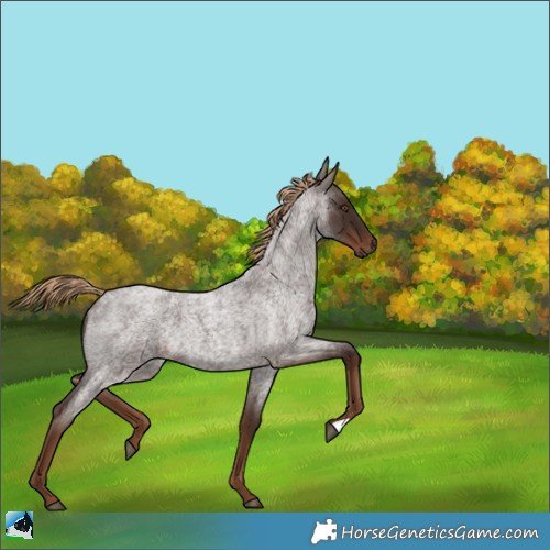 Horse Color:Liver Red Roan 