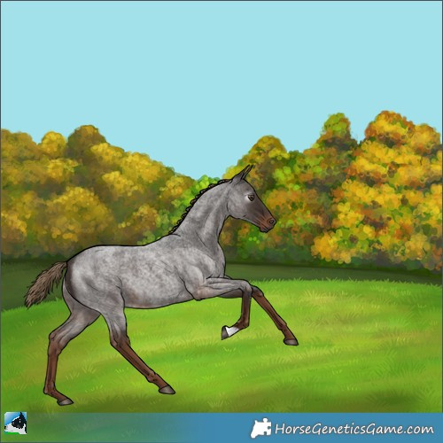 Horse Color:Gray Liver Red Roan 