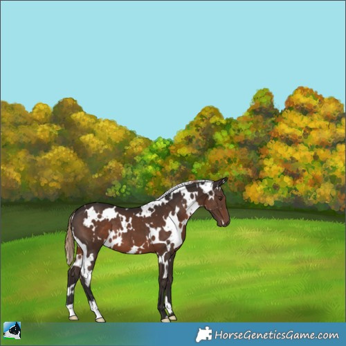 Horse Color:White Spotted Liver Chestnut 