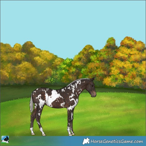 Horse Color:White Spotted Silver Brown