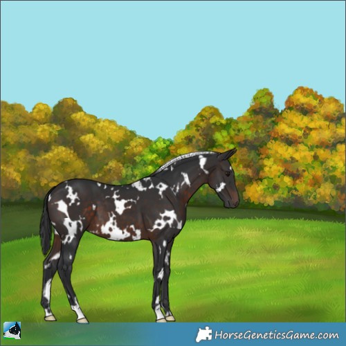 Horse Color:White Spotted Brown