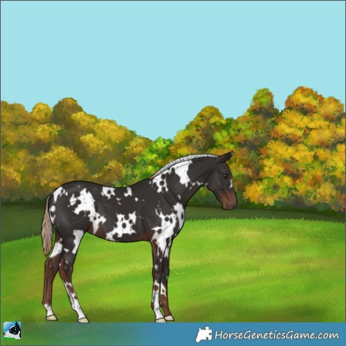 Horse Color:White Spotted Liver Chestnut 
