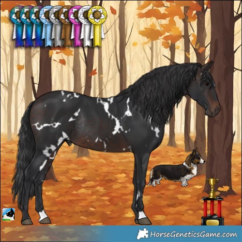 Horse Color:White Spotted Brown Rabicano 