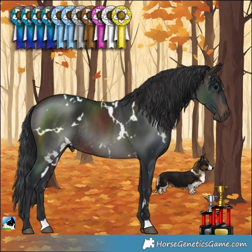 Horse Color:White Spotted Brown Rabicano 