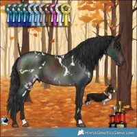 Horse Color:White Spotted Brown Rabicano