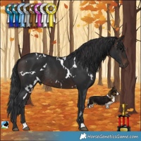Horse Color:White Spotted Brown Rabicano 