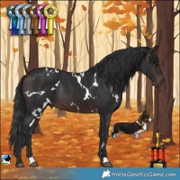Horse Color:White Spotted Brown Rabicano 