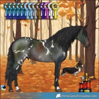Horse Color:White Spotted Brown Rabicano 