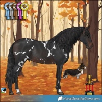 Horse Color:White Spotted Brown Rabicano 