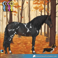 Horse Color:White Spotted Brown Rabicano 