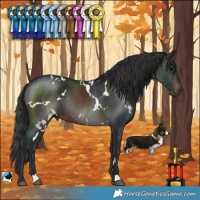 Horse Color:White Spotted Brown Rabicano 