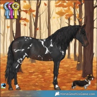 Horse Color:White Spotted Brown Rabicano