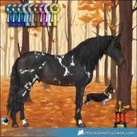 Horse Color:White Spotted Brown Rabicano