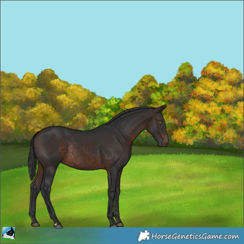Horse Color:Brown Rabicano 