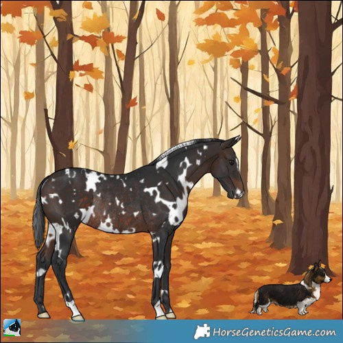 Horse Color:White Spotted Bay Rabicano 