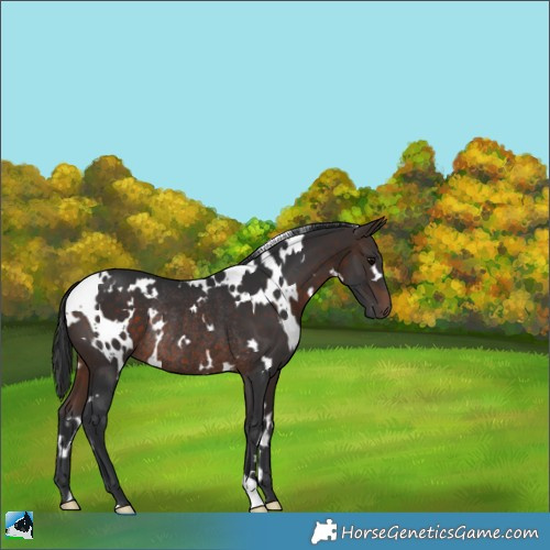 Horse Color:White Spotted Bay Rabicano