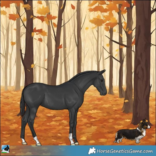 Horse Color:Black 
