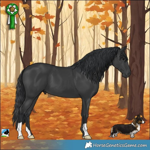 Horse Color:Black 