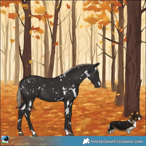 Horse Color:White Spotted Liver Chestnut 